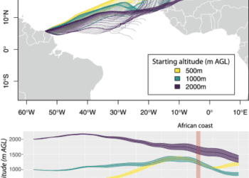 A trans-oceanic flight of over 4,200 km by painted lady butterflies